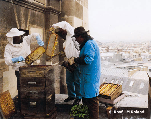Albine pe acoperisul operei din Paris