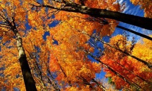 1979939-fall-maple-trees-glowing-in-sunshine-with-blue-sky-background