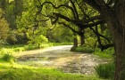 Arbori monumentali