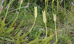 Pedicuta (Lycopodium clavatum) - Crucea Pamantului - Pedicuta (Lycopodium clavatum) - Greenly Magazine