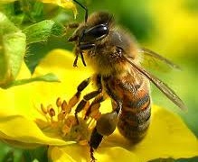 Ce nu te ucide te face mai puternic? Pesticidele ucid albinele