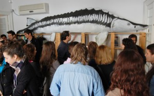 WWF Open Day, decembrie 2012  - foto Alex Miroiu