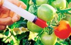 produselor modificate genetic