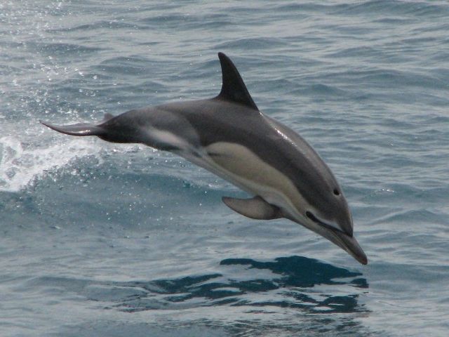 delfinul-comun-delphinus-delphis