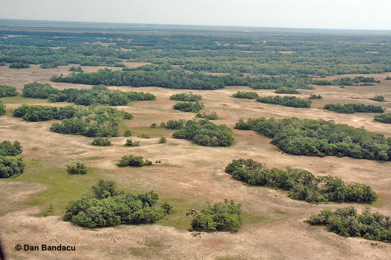 Pădurile din Delta Dunării