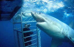 Shark-Cage-Dive-Andrew-Fox-420x0