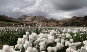 cotton-grass-iceland_30726_990x742