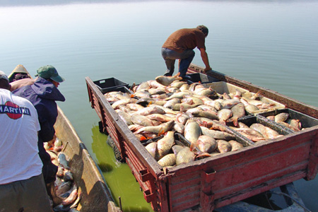 Verde-la-pescuitul-de-ştiucă-din-Delta-Dunării