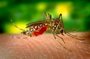 De ce atragem ţânţarii şi cum scăpăm de ei - Greenly Magazine 4