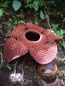 450px-Rafflesia_sumatra