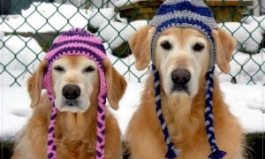 clinicnewsimage_429_300_dogs_are_ready_for_winter